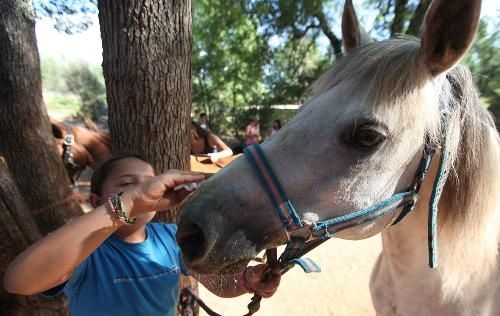 Les jeunes mobilisés pour sauver les chevaux