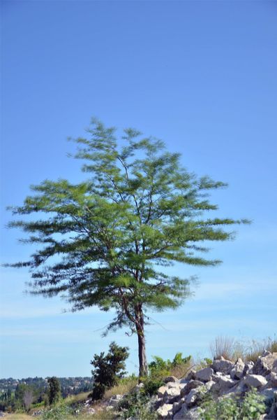 2014_07: L'arbre parfait
