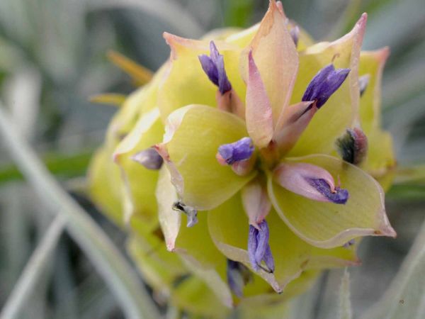 2015_05: .....en mai, je dis, ........."TILLANDSIA"