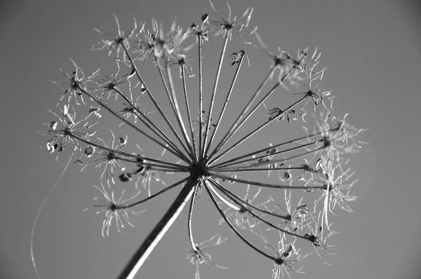Les racines du ciel