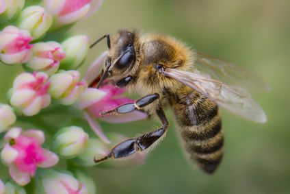 Attachée de presse : la cigale et l’abeille