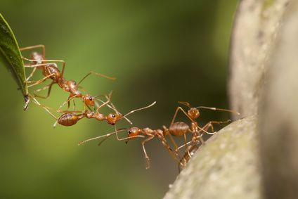 L’abeille ou les fourmis