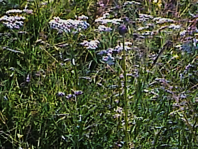 QUELQUES FLEURS DES CHAMPS POUR DES LEGENDES