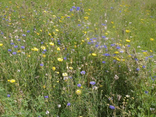 A VOS JARDINS !