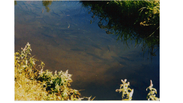 JOUR DE PÊCHE