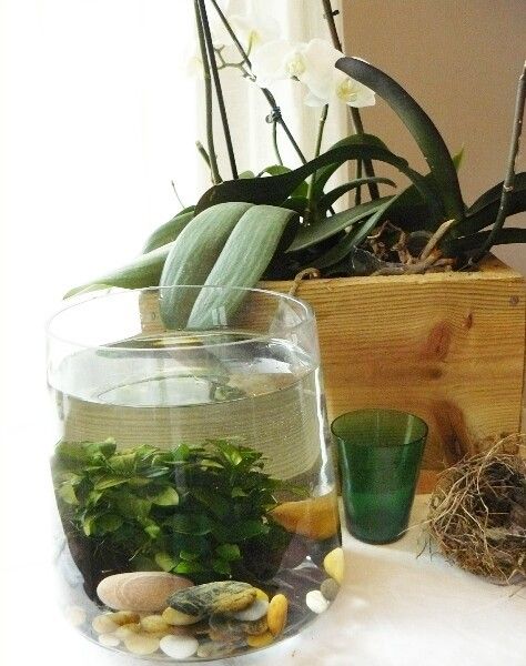Créer un petit monde aquatique dans un vase.