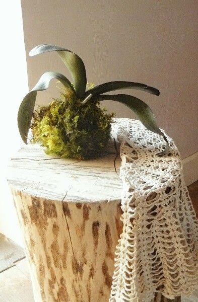 Faire un kokedama avec une orchidée.