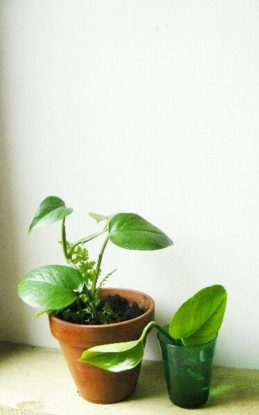 Avoir des plantes chez soi sans trop dépenser...