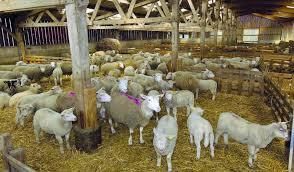 Un élevage et une viande plus sains