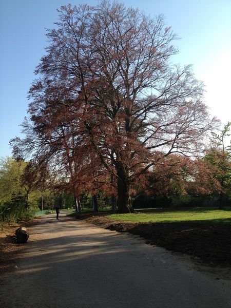 Cet exemplaire unique du patrimoine arboré faisait partie des « Arbres remarquables » de la capitale