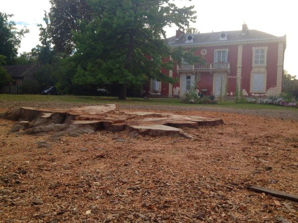 De l'arbre remarquable classé au patrimoine de la capitale, il ne reste plus que cette souche