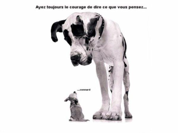 Flagornerie et moquerie
