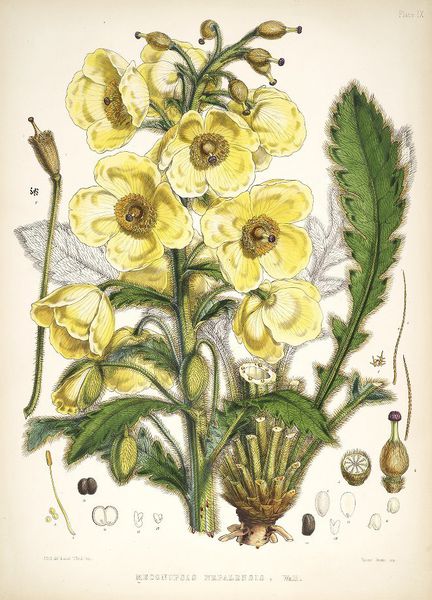 Pavots de l'Himalaya