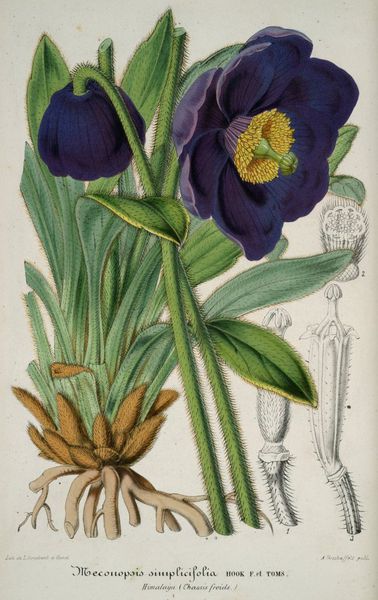 Pavots de l'Himalaya