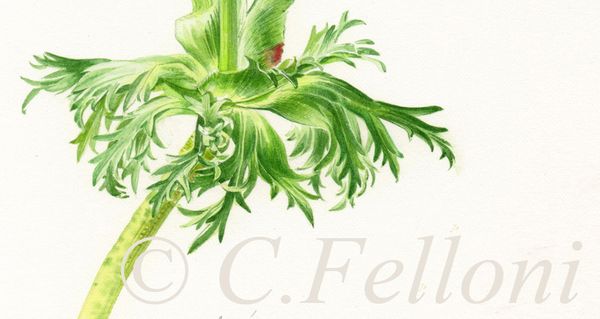 Les Verts de Phtalocyanine