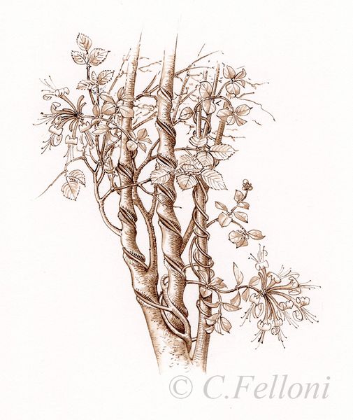Volubile, Volubilis