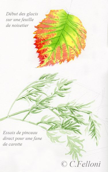 Stage aquarelle de pomologie 2015