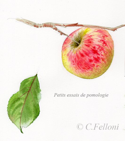 Stage aquarelle de pomologie 2015
