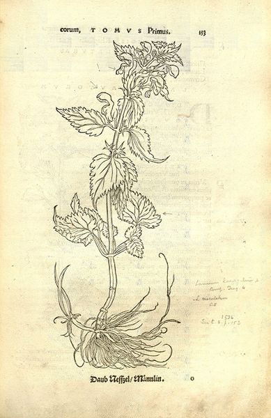 Le Lamier d'après nature par Hans Weiditz