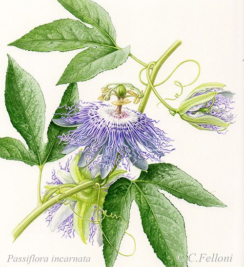 Passiflora incarnata