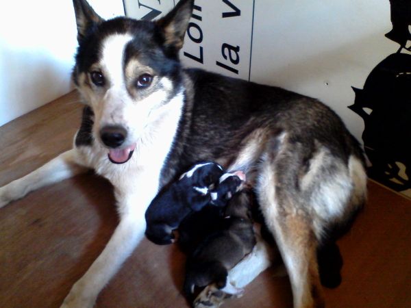 Les nouvelles des chiens