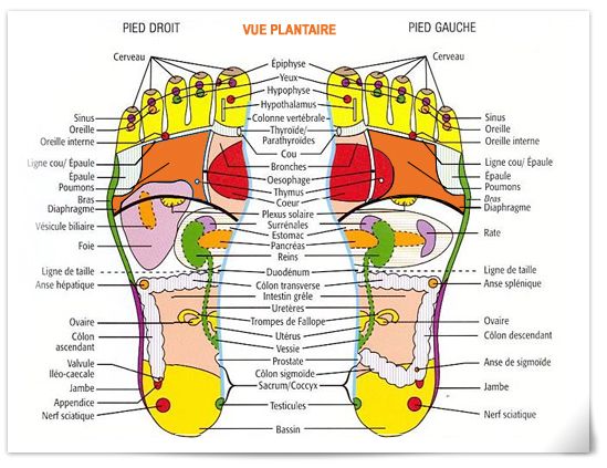 Réflexologie plantaire et palmaire