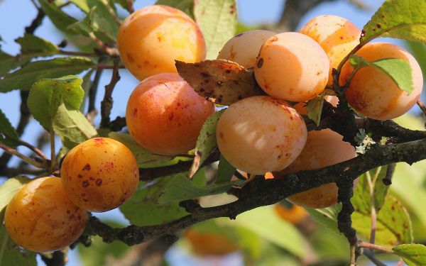 CLAFOUTI AUX MIRABELLES