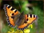 La leçon du papillon.