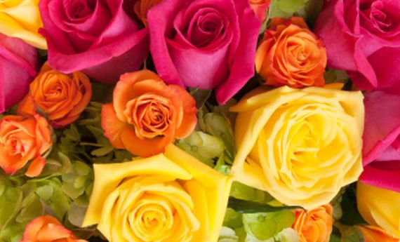 Come coltivare in casa le rose