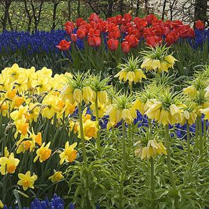 FLEURS DU PRINTEMPS