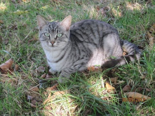 UN CHAT SANS PEDIGREE