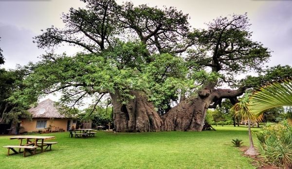 Les baobabs se meurent…