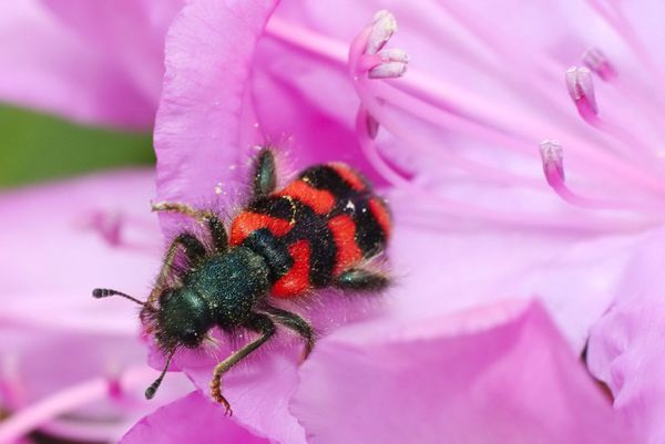 Conseils pour réussir vos photos de fleurs