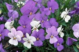 MON PRINTEMPS