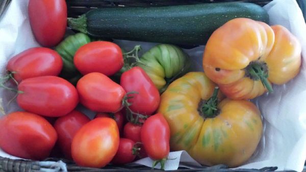 salade aux fruits et légumes du potager
