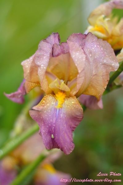 Iris