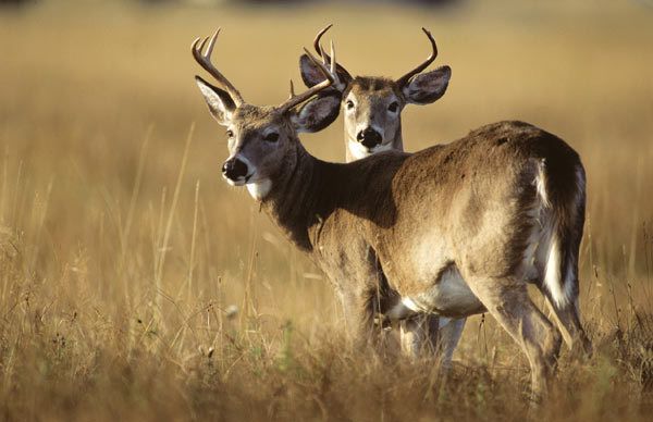 Quels cépages pour un mariage réussi avec la "chasse" ?