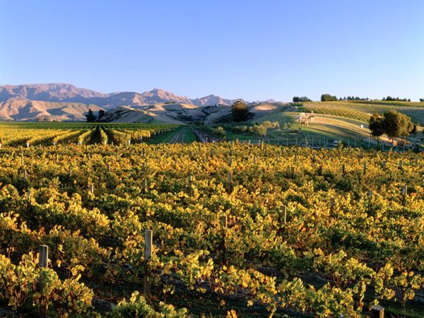 Dog Point Vineyards - Marlborough - Nouvelle-Zélande