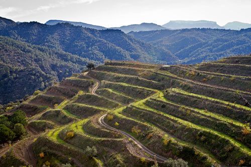 Le vignoble de Clos Mogador - Priorat - Catalogne