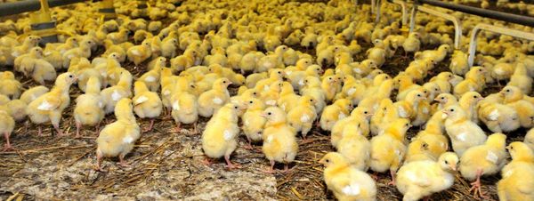 Poussins broyés dans le Finistère