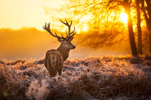 "Quand le dernier arbre sera abattu, la dernière rivière empoisonnée, le dernier poisson capturé, alors seulement vous vous apercevrez que l'argent ne se mange pas." (Citation d'un Amérindien Cree)