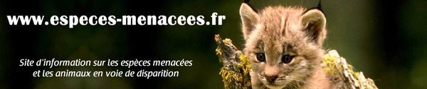 Deux fois moins d'animaux sauvages qu'en 1970