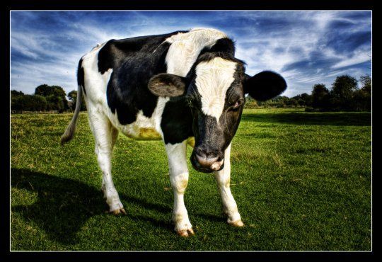 Comment les multinationales font main basse sur la reproduction animale