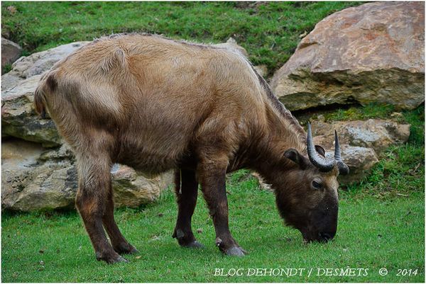 Takin au ZooParc de Beauval, France
