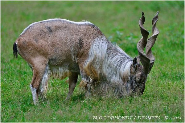 Markhor à la Réserve de la Haute-Touche, France