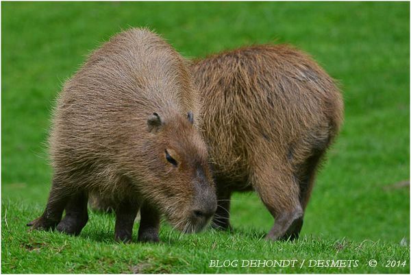 Capybara au Parc Zoologique de Lisieux, France