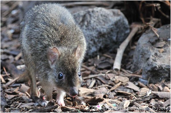 Rat-Kangourou à queue touffue à PairiDaiza, Belgique