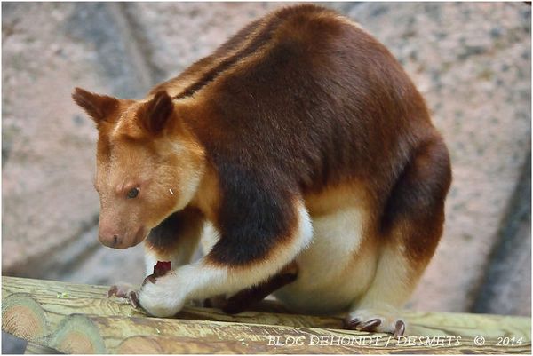 Kangourou arboricole de Goodfellow au ZooParc de Beauval, France
