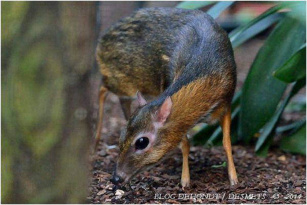 Cerf-souris au ZooParc de Beauval, France