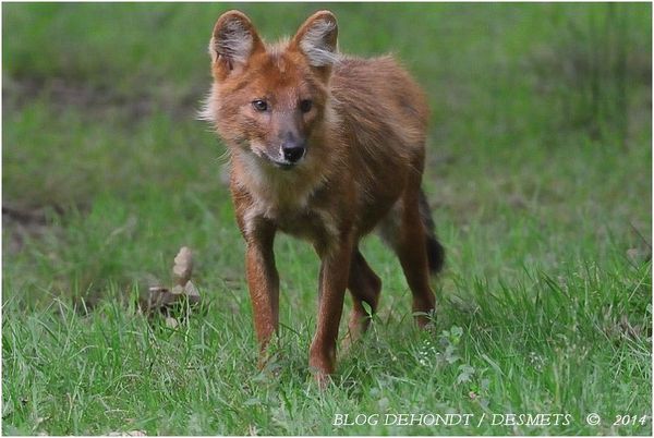 Dhole à la Réserve de la Haute-Touche, France